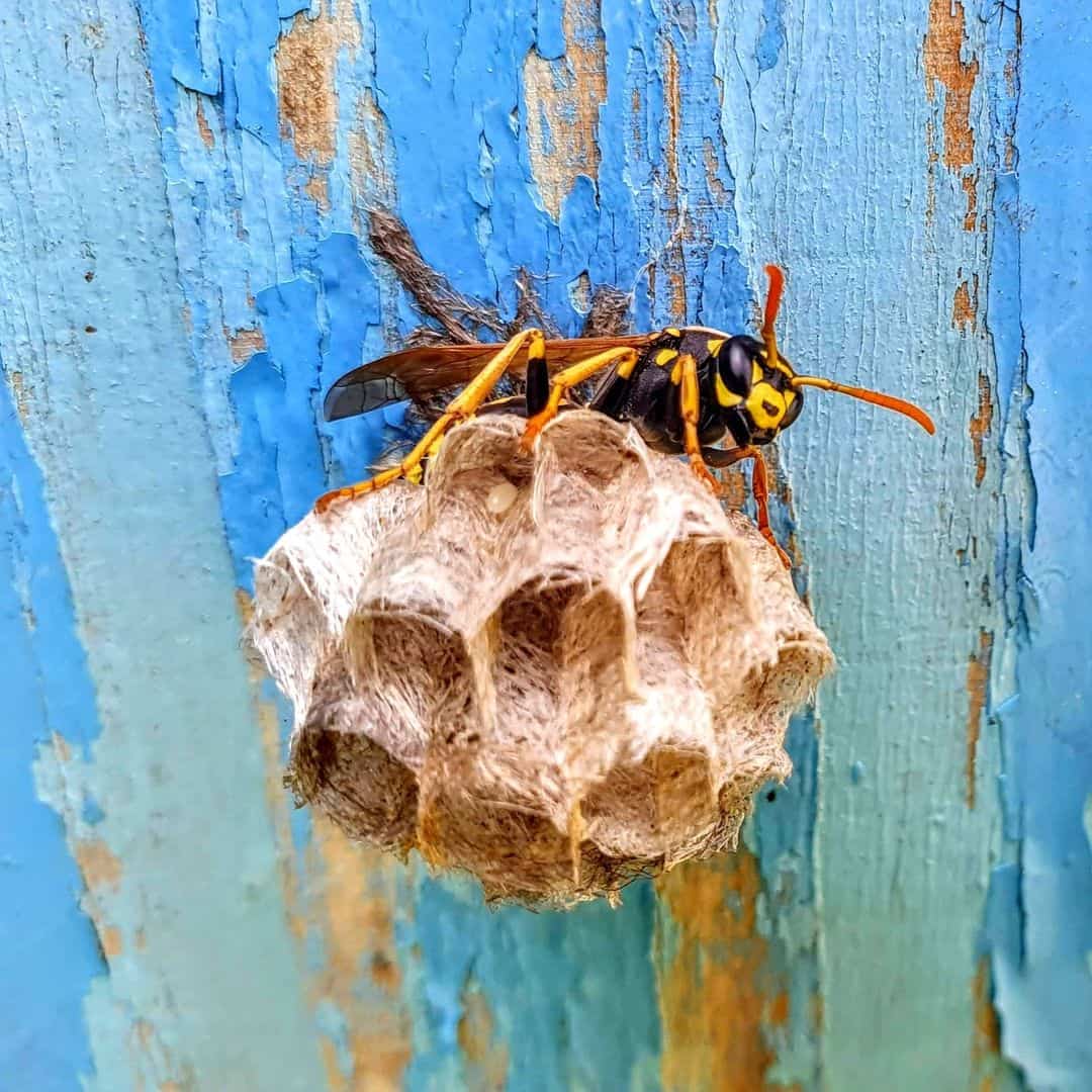 Creating DIY Wasp Traps at Home with Water Bottles