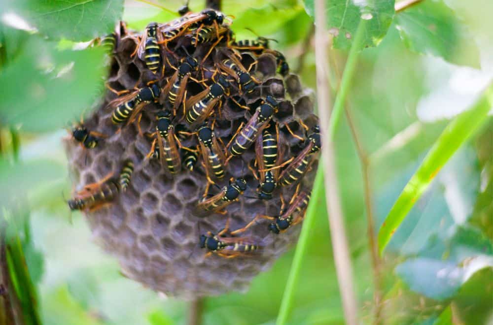 Cull the Wasps Before Eviction