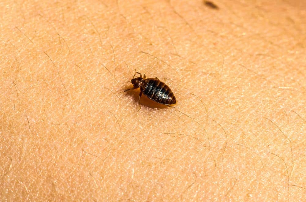 Do Baby Bed Bugs Bite?