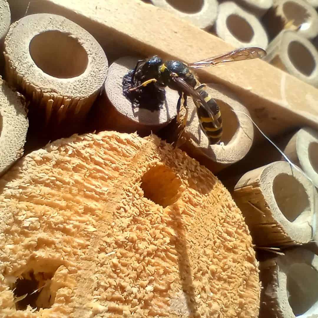 Do Wasps Make Honey As Bees Do? 