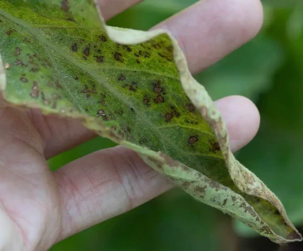 Early Signs of Spider Mites You Might Miss