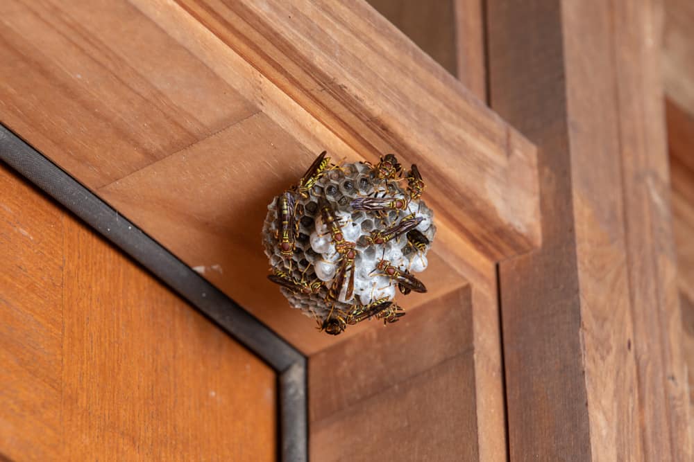 Hornet Nest Vs Wasp Nest