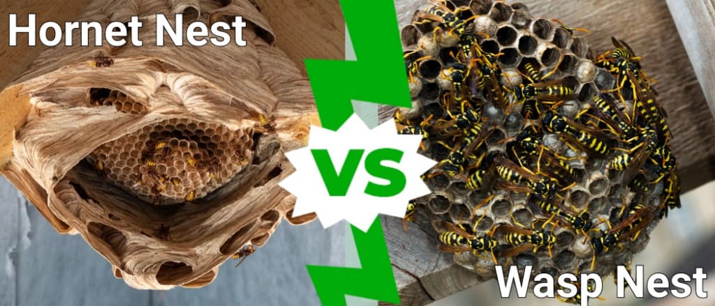 Hornet Nests vs. Wasp Nests
