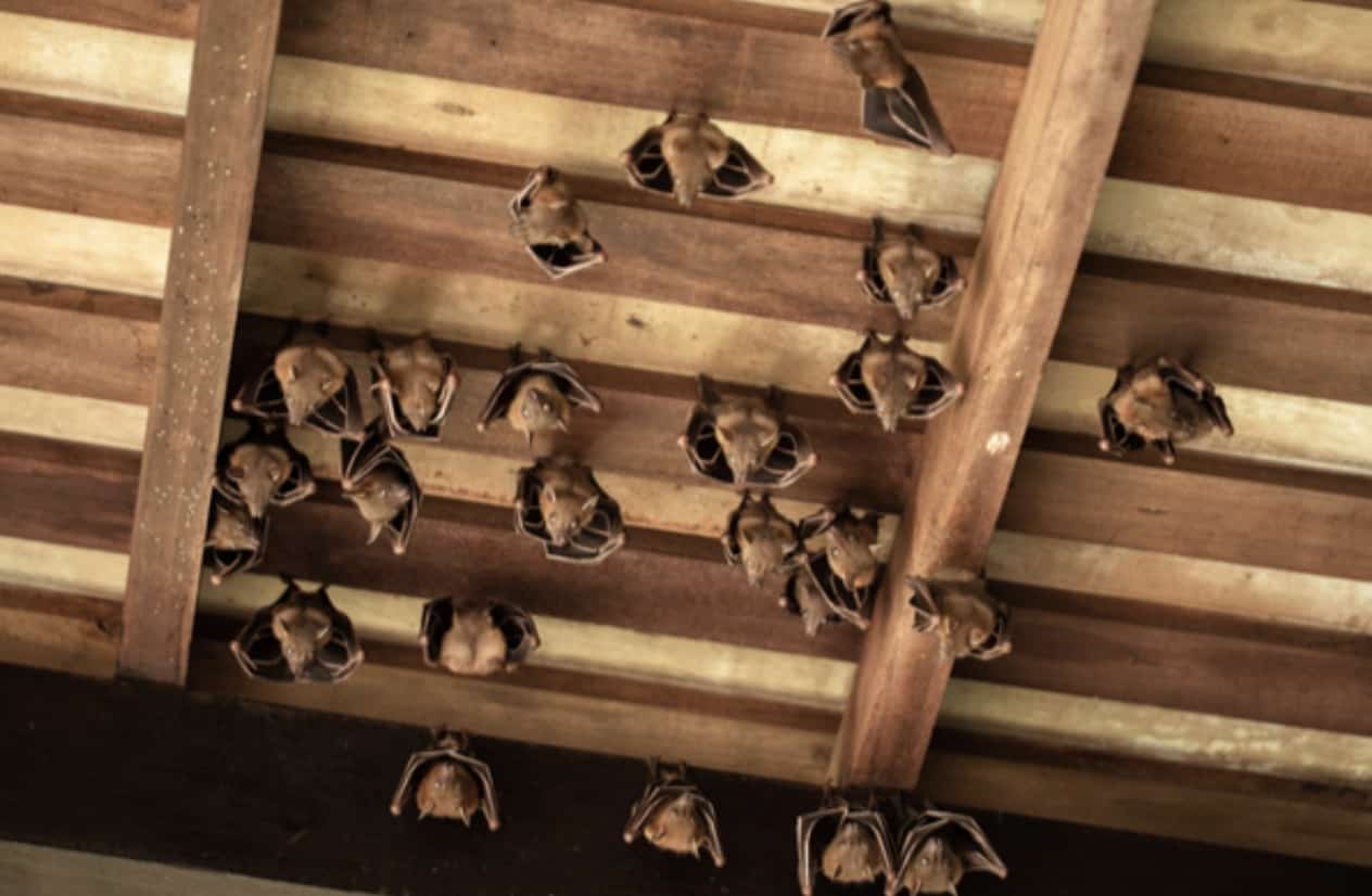 How Do Bats Get in the House