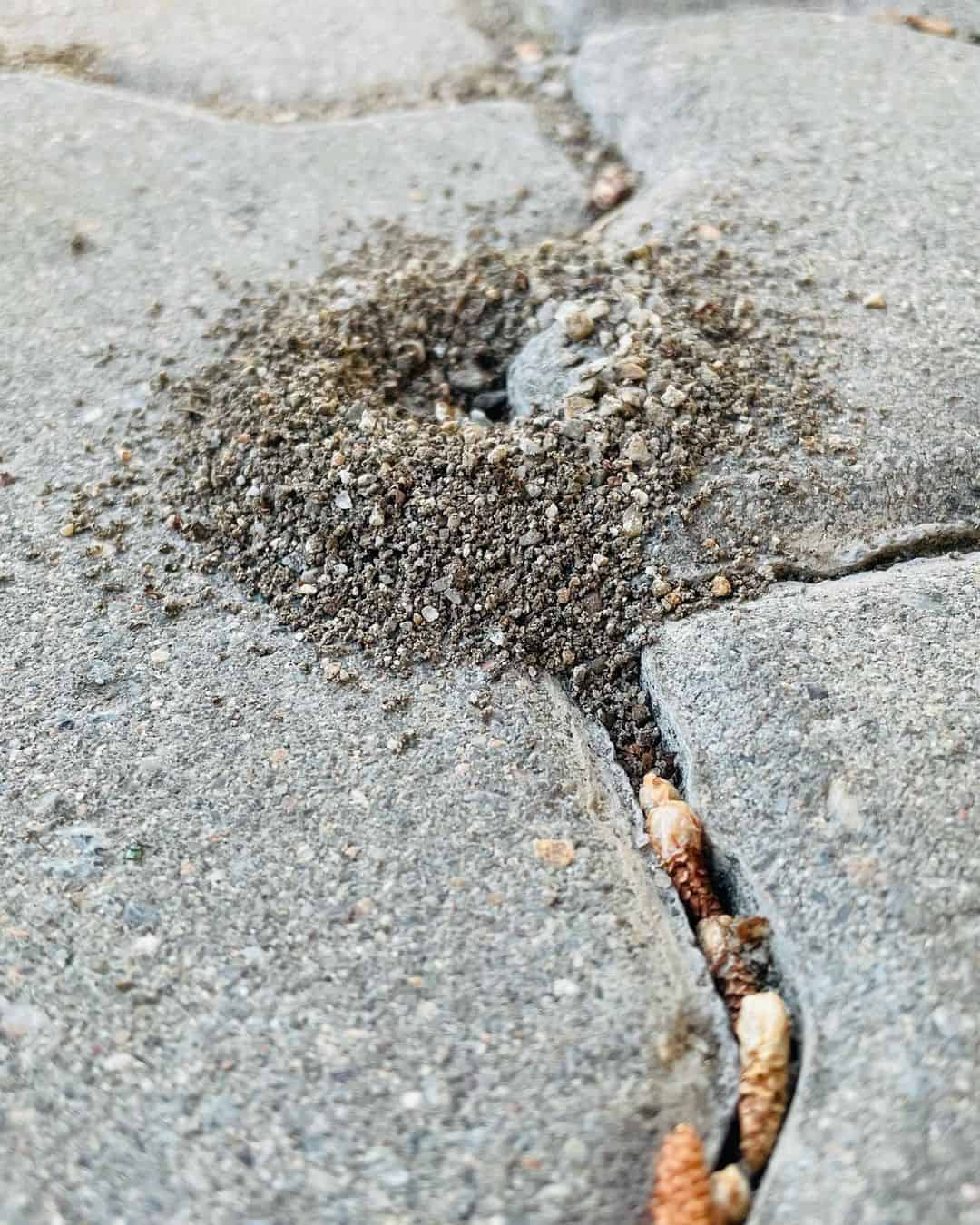 How Do I Get Rid of Ant Hills in My Yard?
