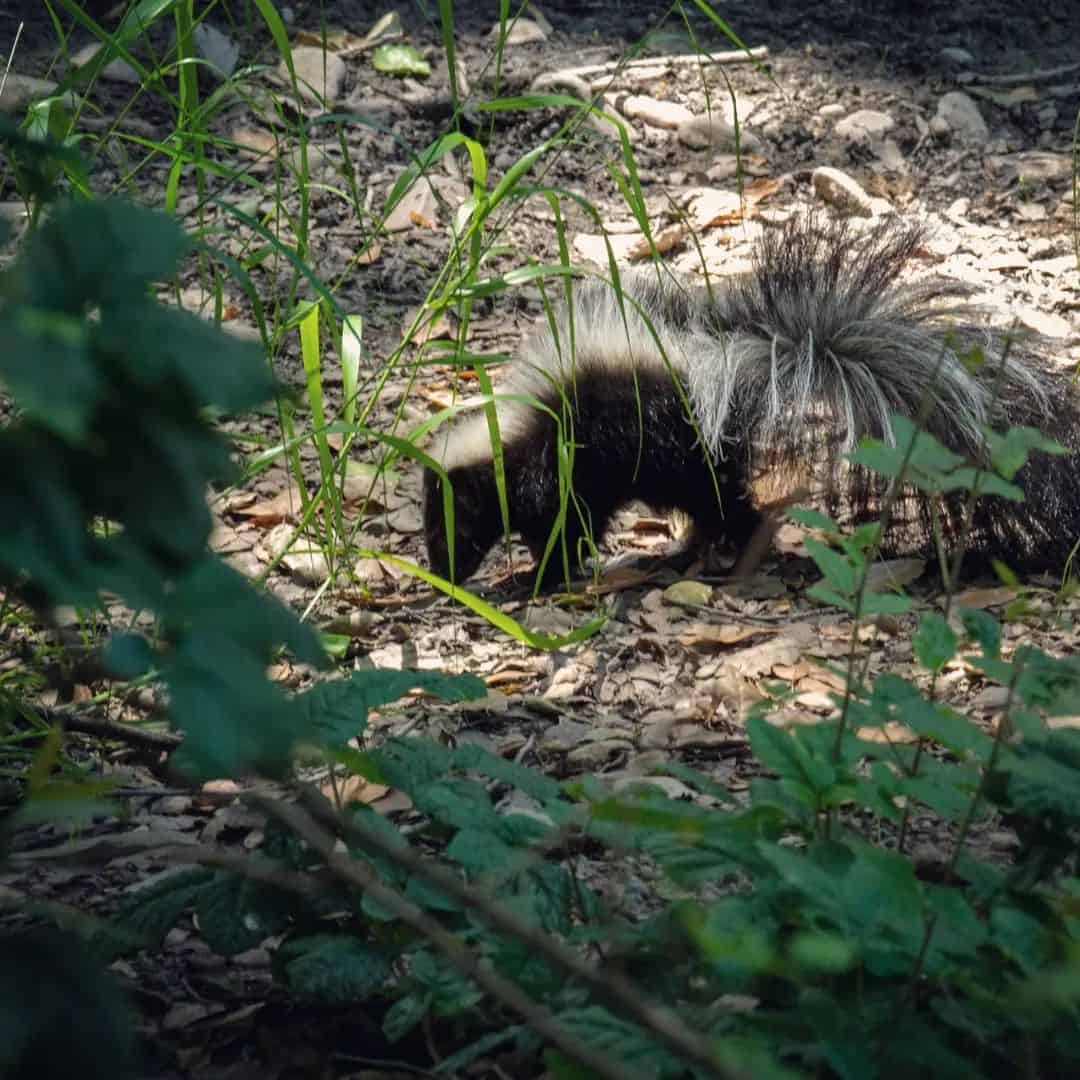 How to Get Rid of Skunks?