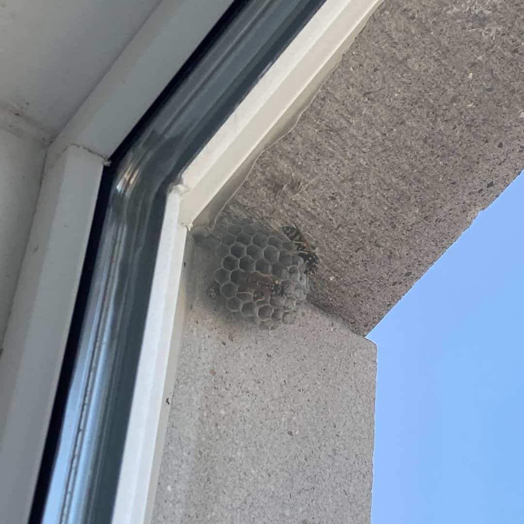 How to Get Rid of Wasps?
