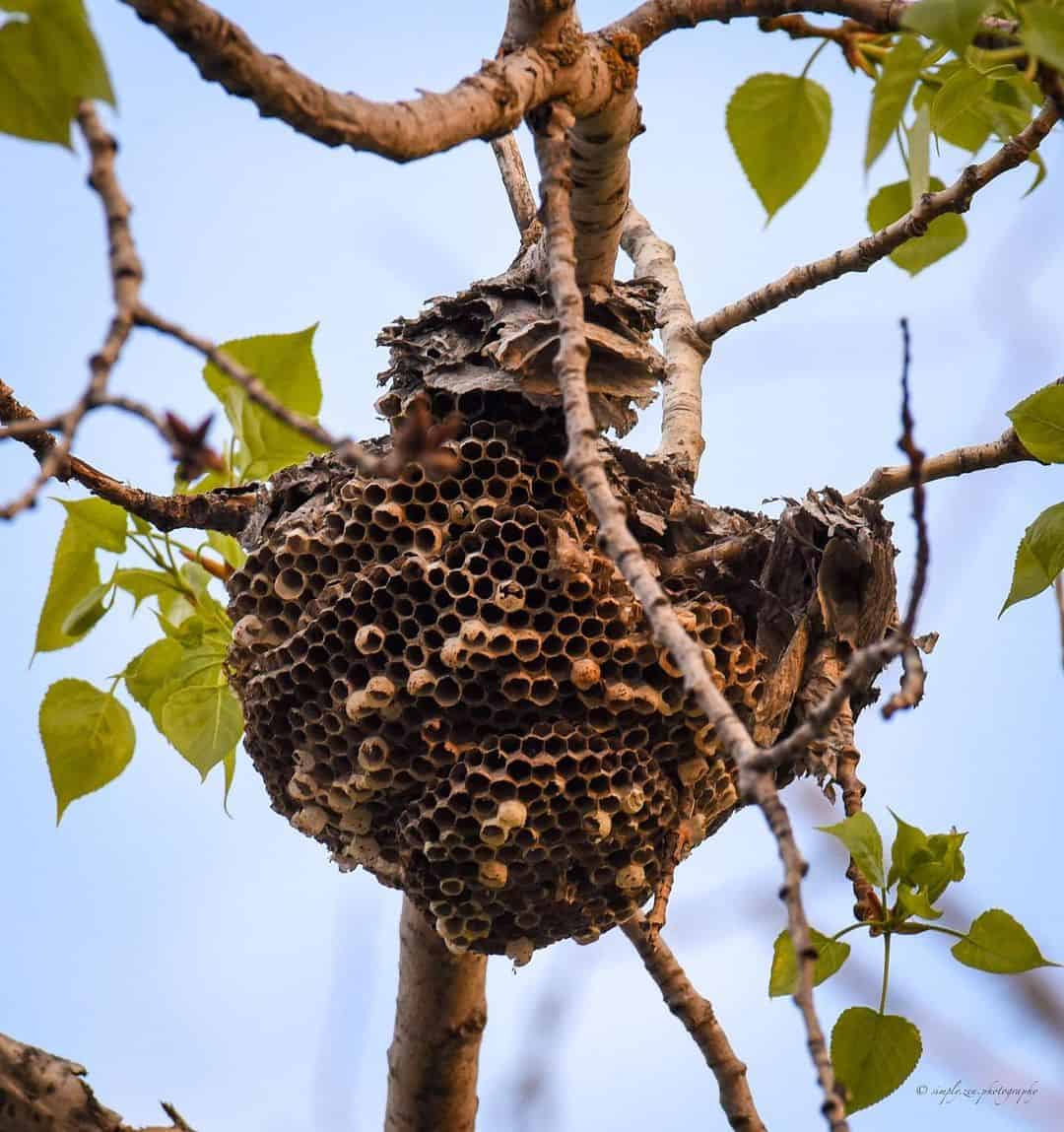 How to Handle a Hornet or Wasp Nest