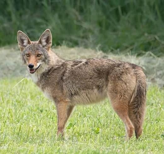 How to Handle an Encounter With a Coyote?