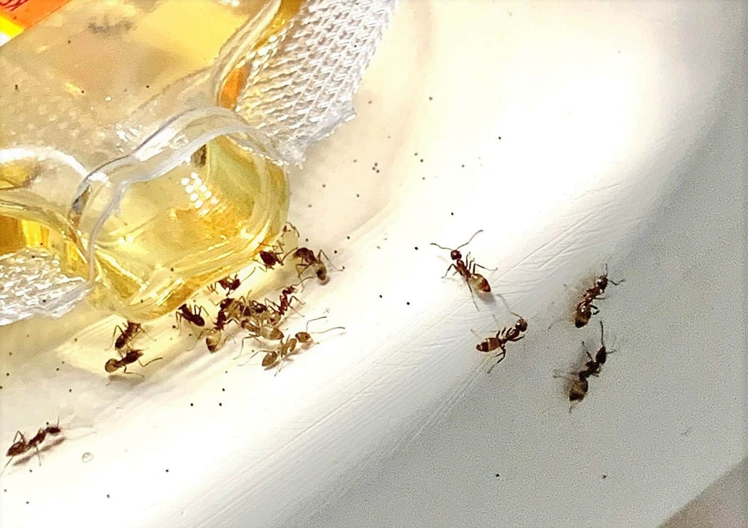 How to Keep Future Ants out of Your Kitchen