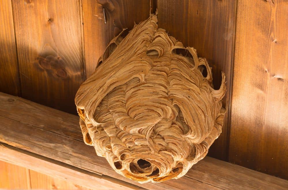How to Remove Wasp Nests From Your Yard?