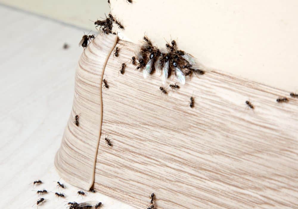 Identifying Ants in the Kitchen