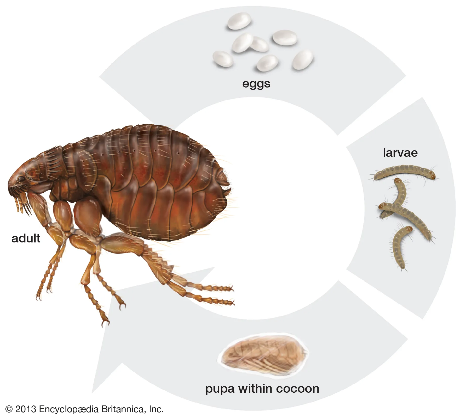 Life Cycle of a Flea