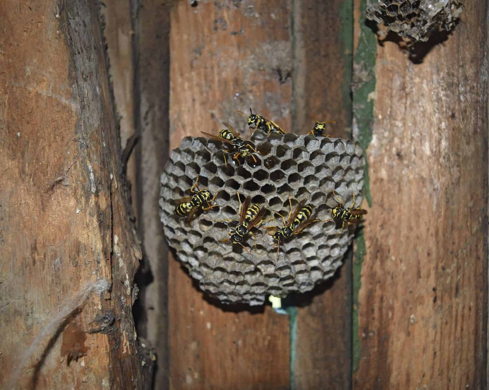 Methods for Removing Hornet or Wasp Nests