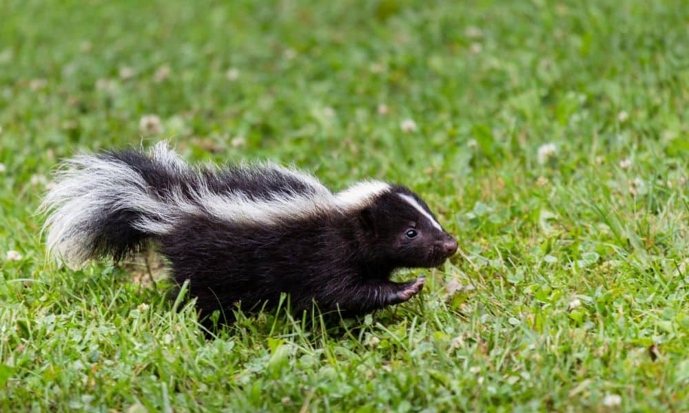 Other approaches to deterring skunks