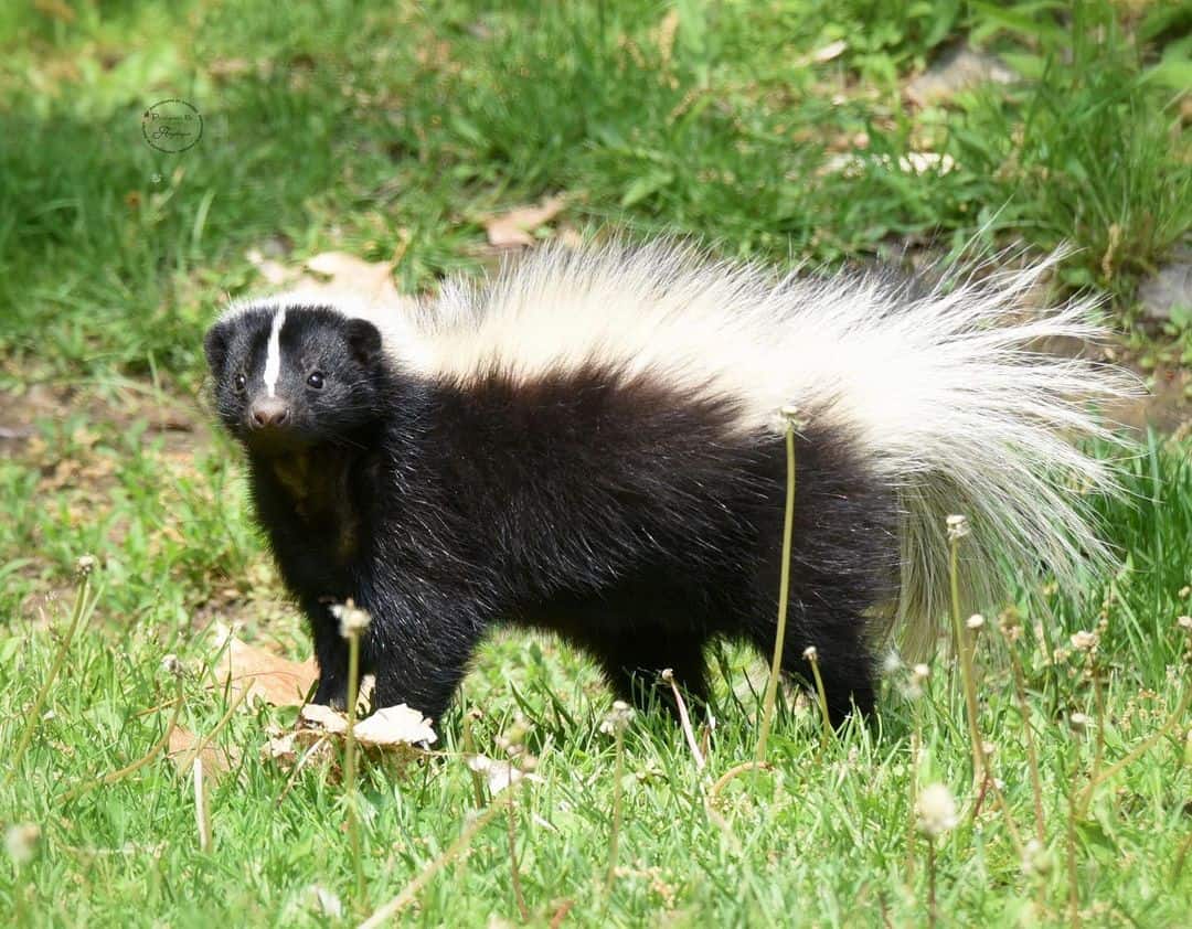 Purchase a Skunk Repellent