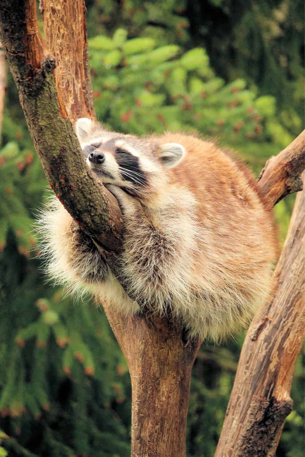 Raccoons’ sleeping habits