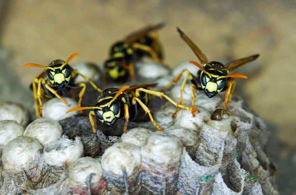 Reasons to Repel Wasps