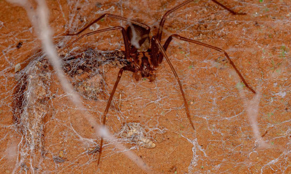 Spotting a Brown Recluse Web