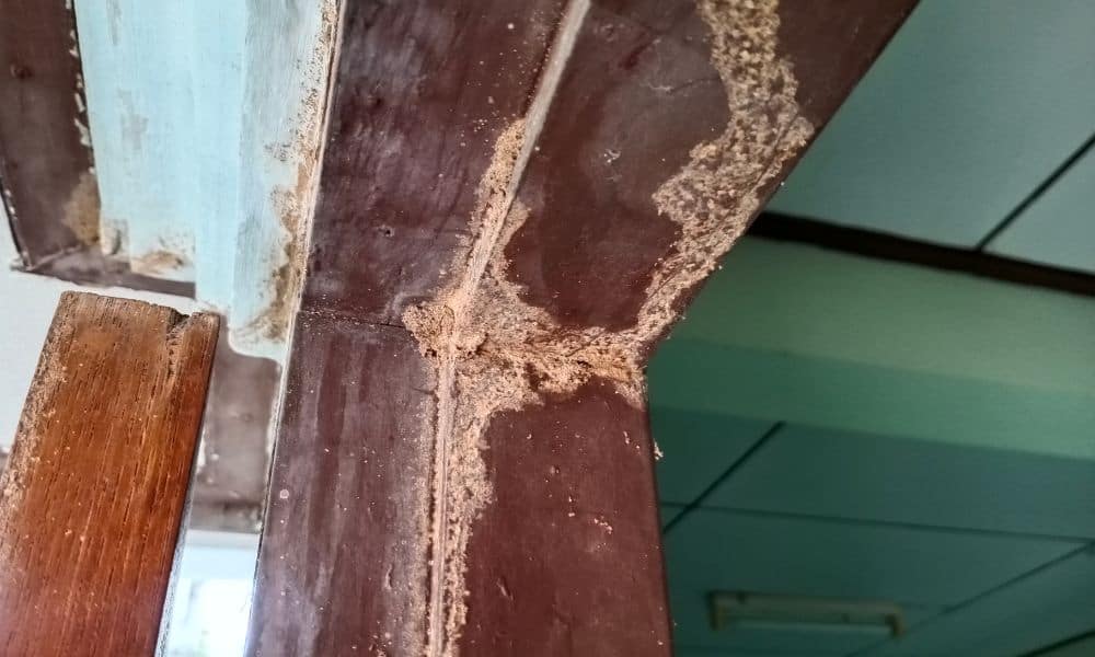 Termite Frass on Certain Surfaces