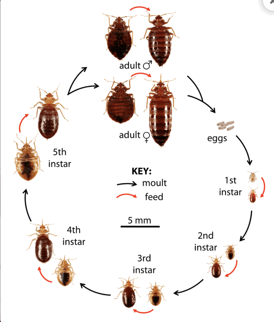 The Life Cycle of a Bed Bug