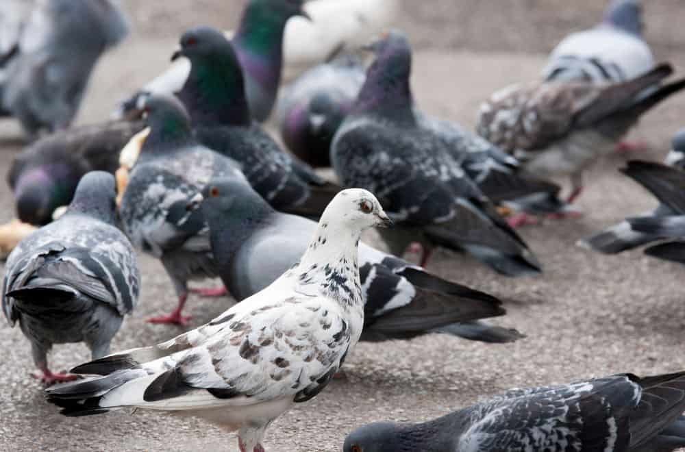 The different types of pigeon
