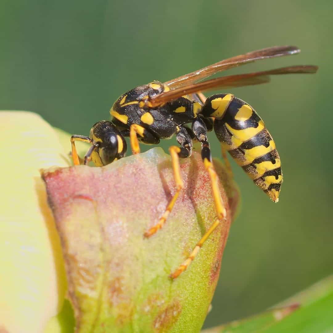 Tips to Keep Wasps Away from Your Bedroom