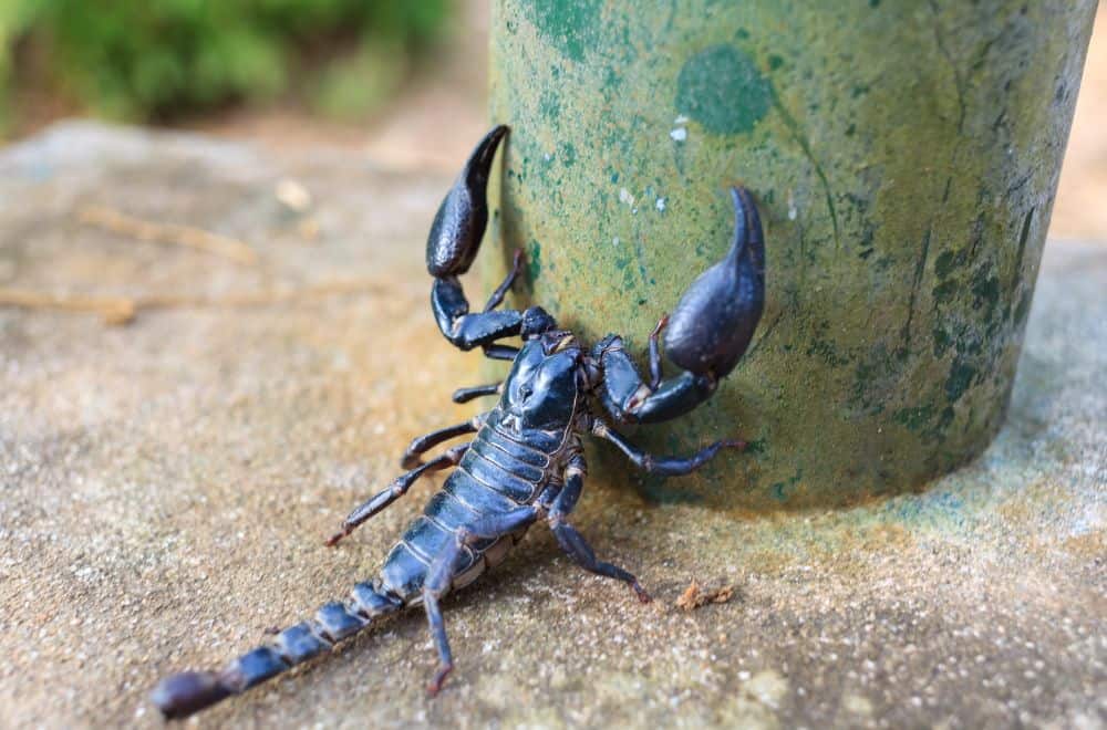 Ways Scorpions Get Into Your Home