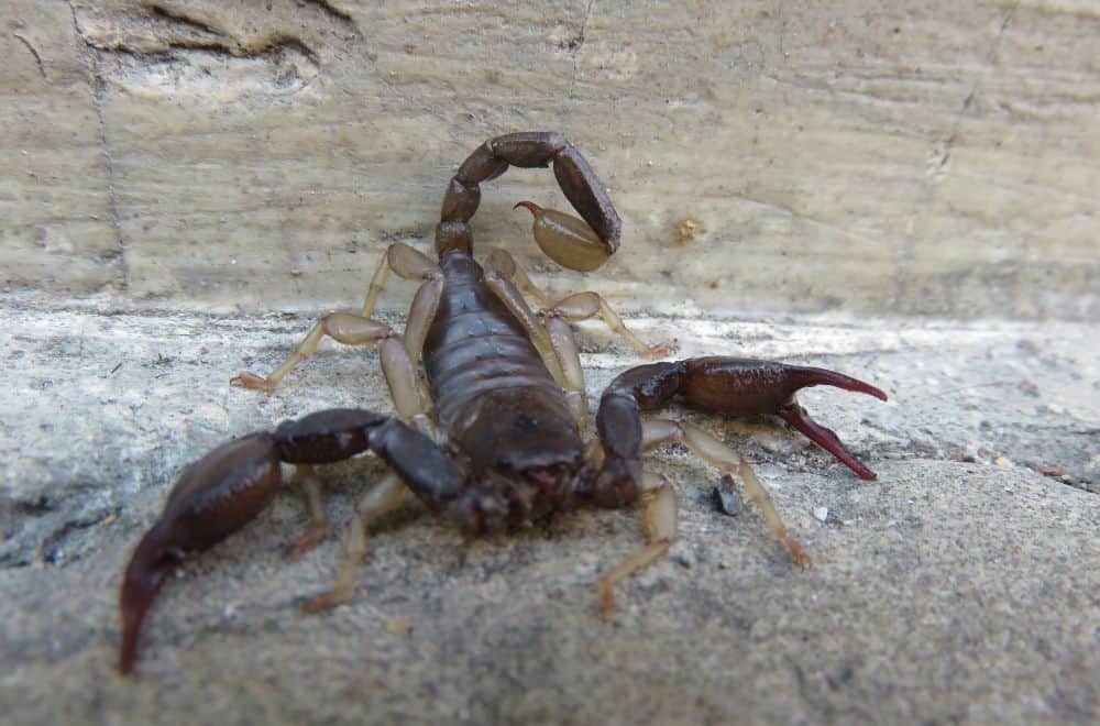 Ways to Get Rid of Scorpions in the House