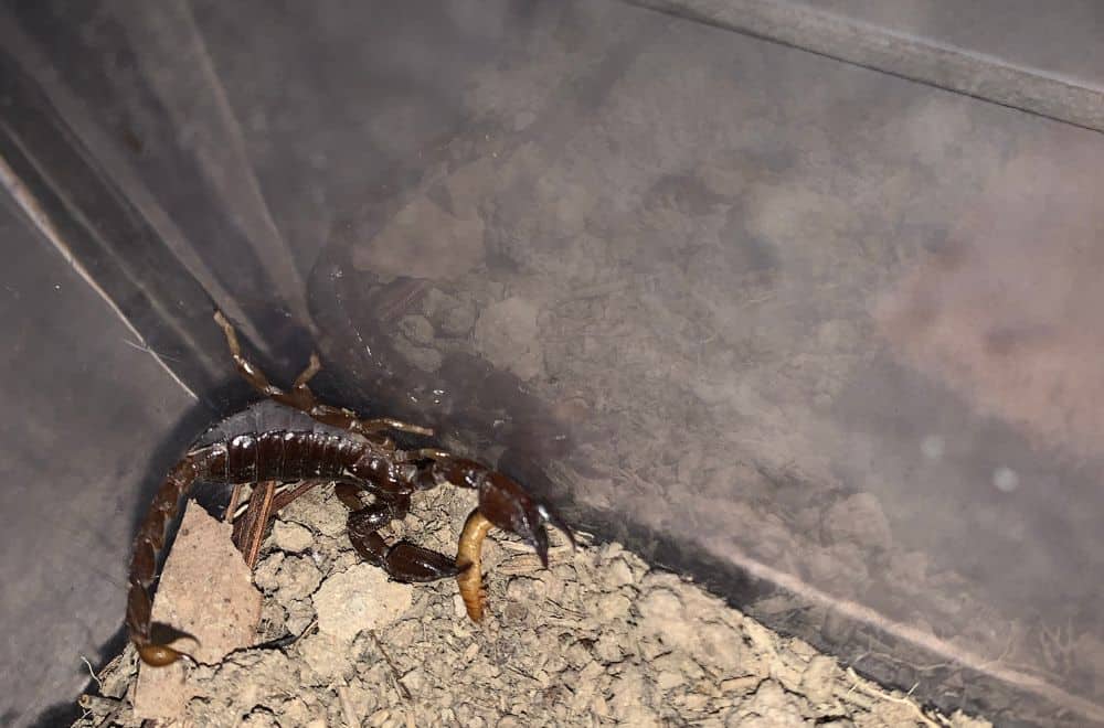 Ways to Prevent Scorpions in the House