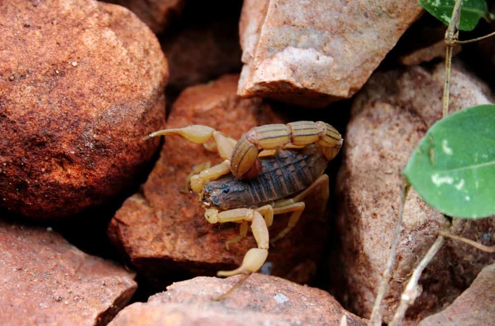 What Attracts Scorpions to Your Home