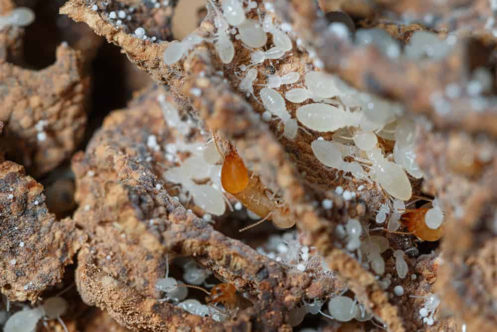 How To Identify Termite Larvae & How To Get Rid Of Them
