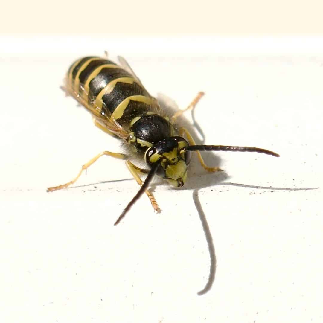 What Kind of Wasps Usually Enter Homes