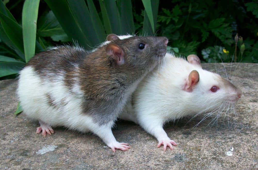 What Smell Do Mice Hate? (Top 17 Scents)