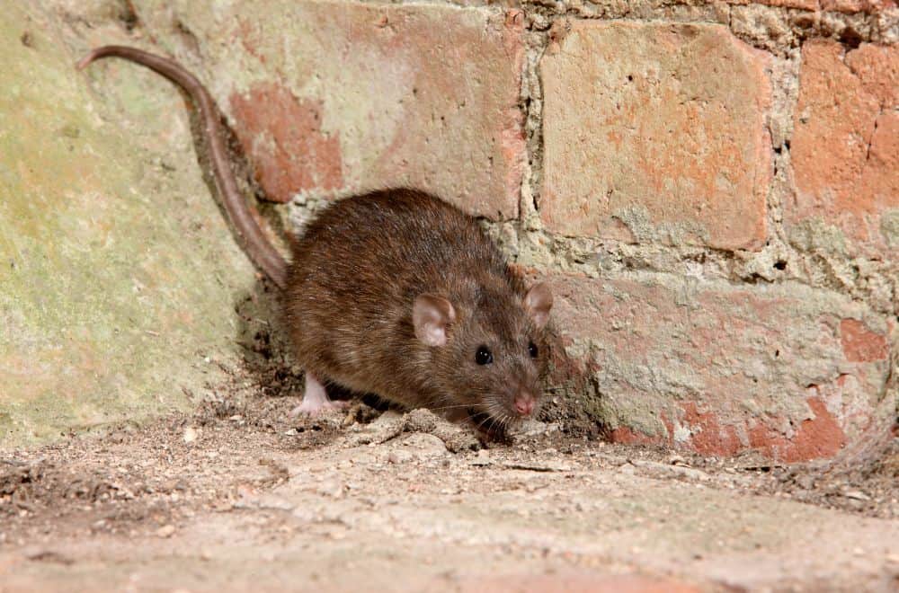 What Smell Do Rats Hate? (Top 17 Scents)