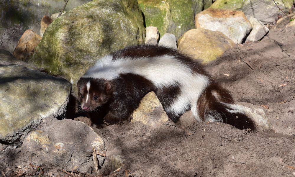 What Smell Do Skunks Hate? (Top 8 Scents)