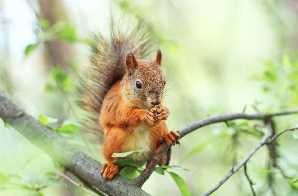 What Smell Do Squirrels Hate? (Top 23 Scents)