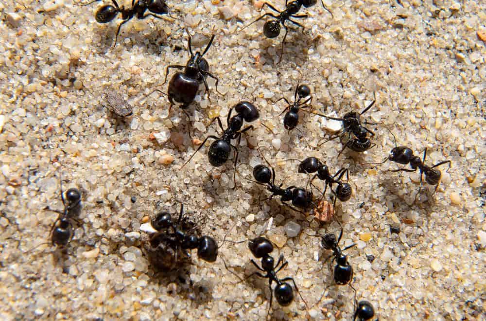 What Smells Do Ants Hate? (Top 21 Scents)