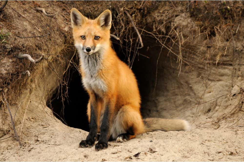 What Sounds Do Foxes Make? (12 Noises with Videos)