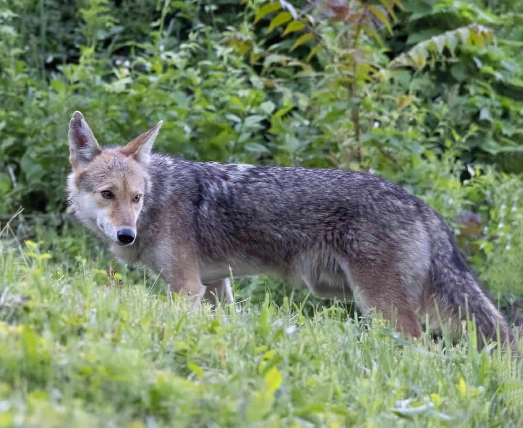 What To Do When You See A Coyote?