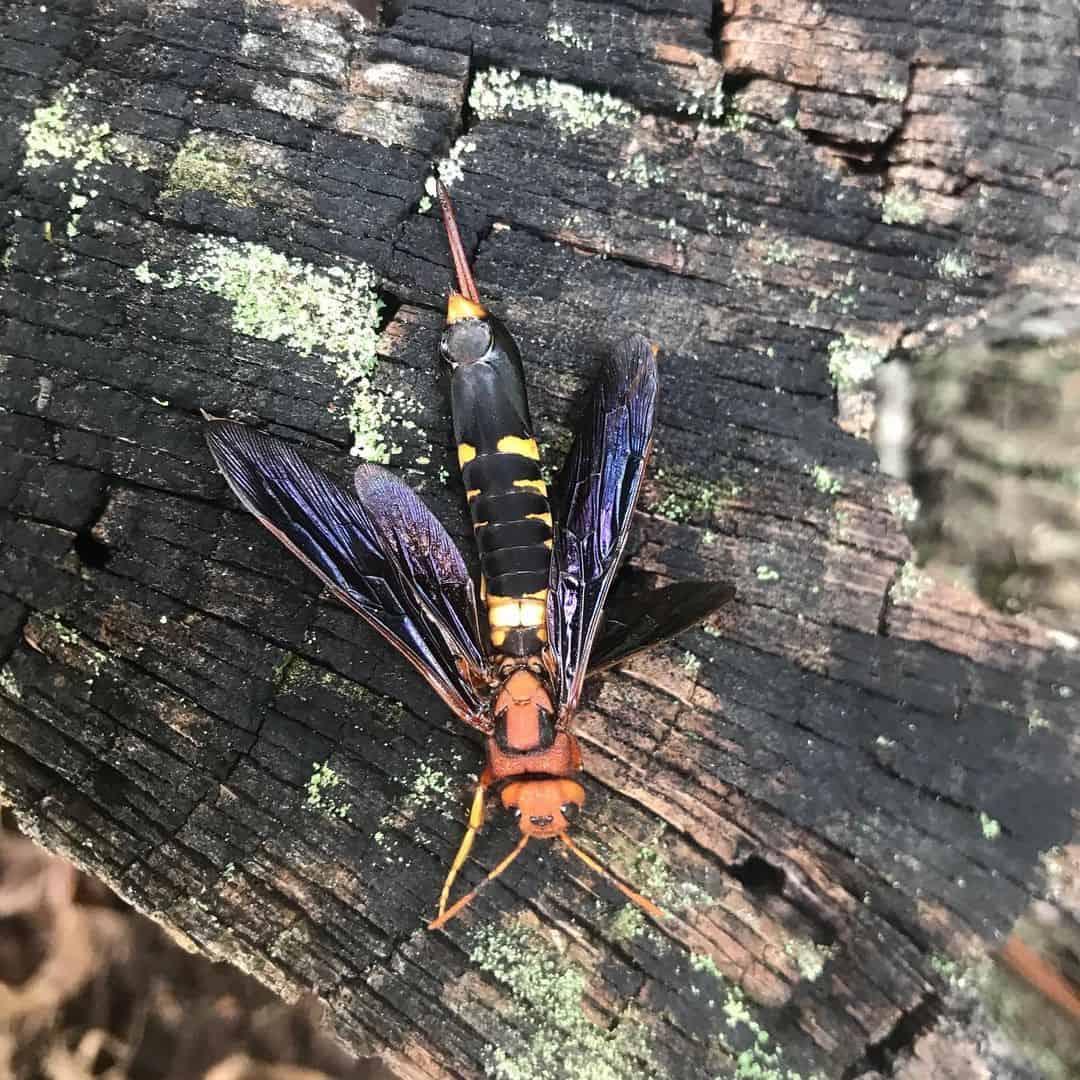 What are Horntail Wasps