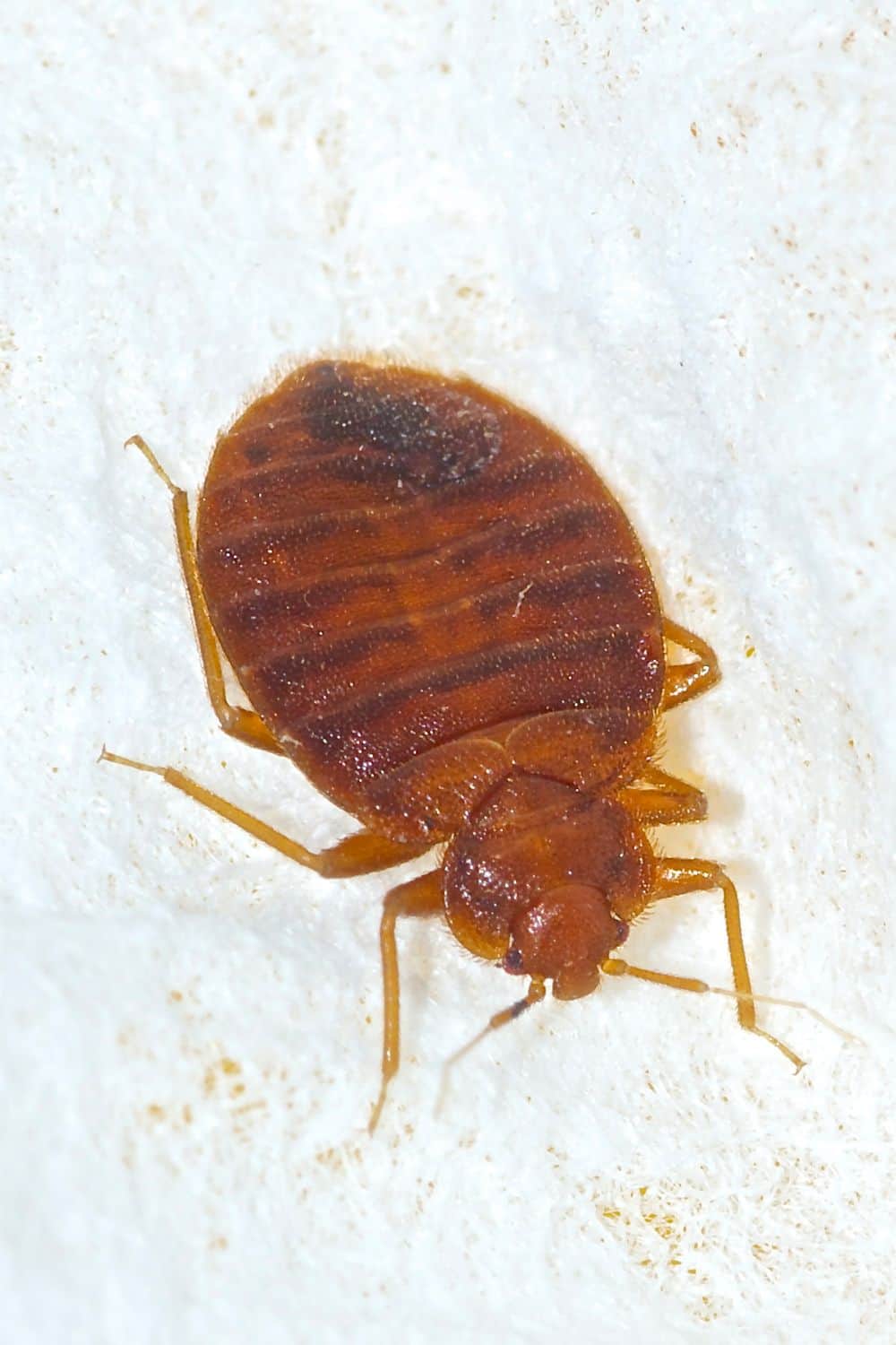 What is a Baby Bed Bug