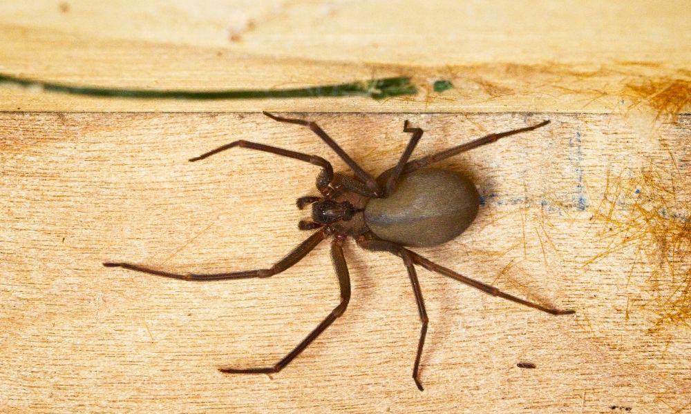 What is a Brown Recluse Spider