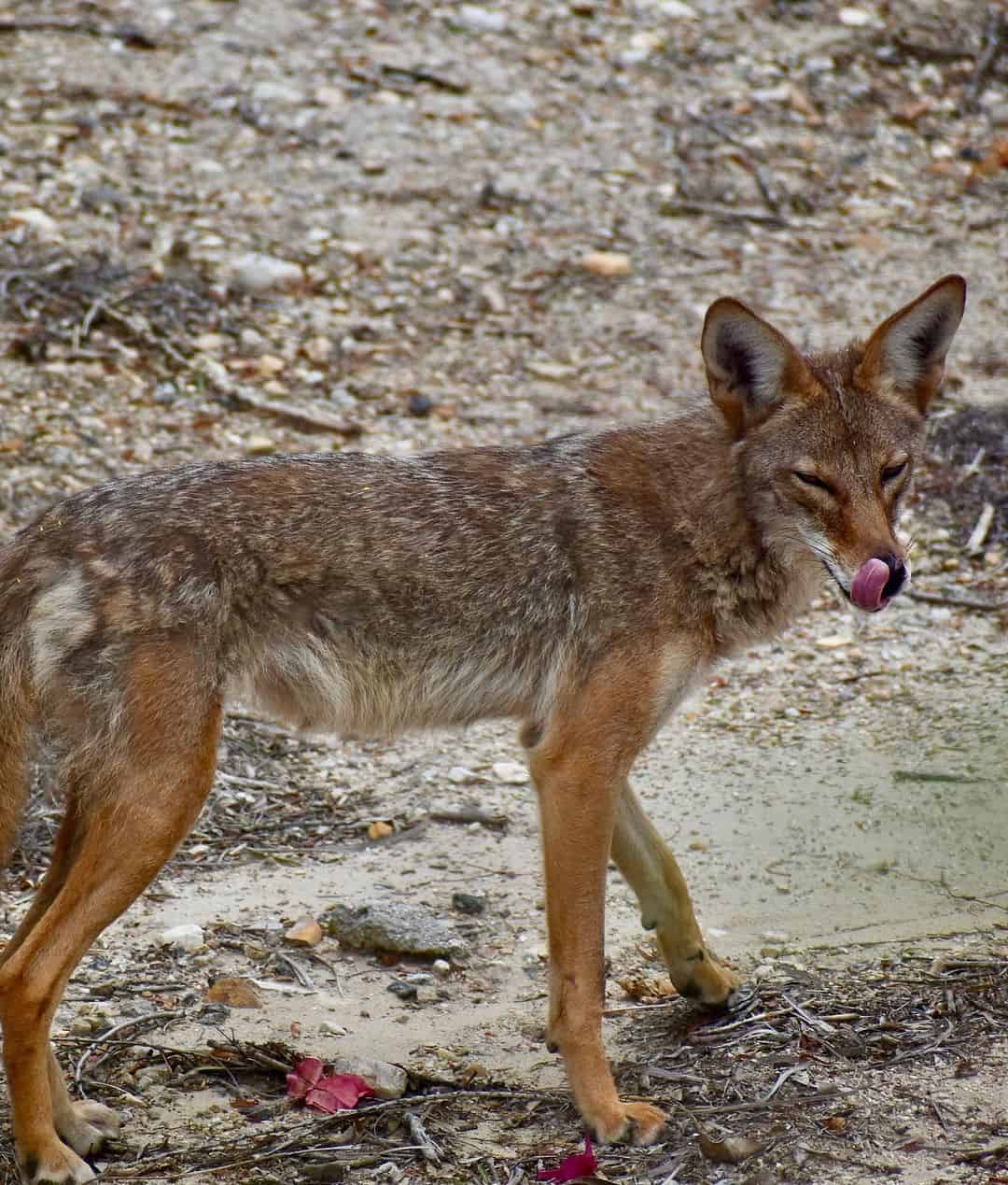 When Are Coyotes Most Active?