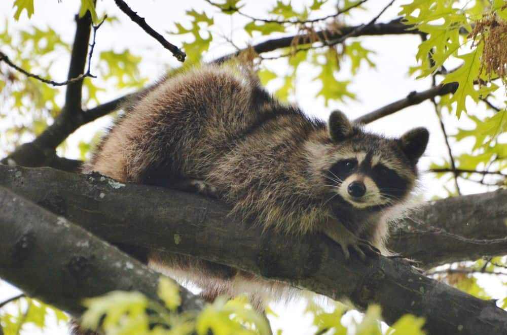 Where Do Raccoons Go During the Day?