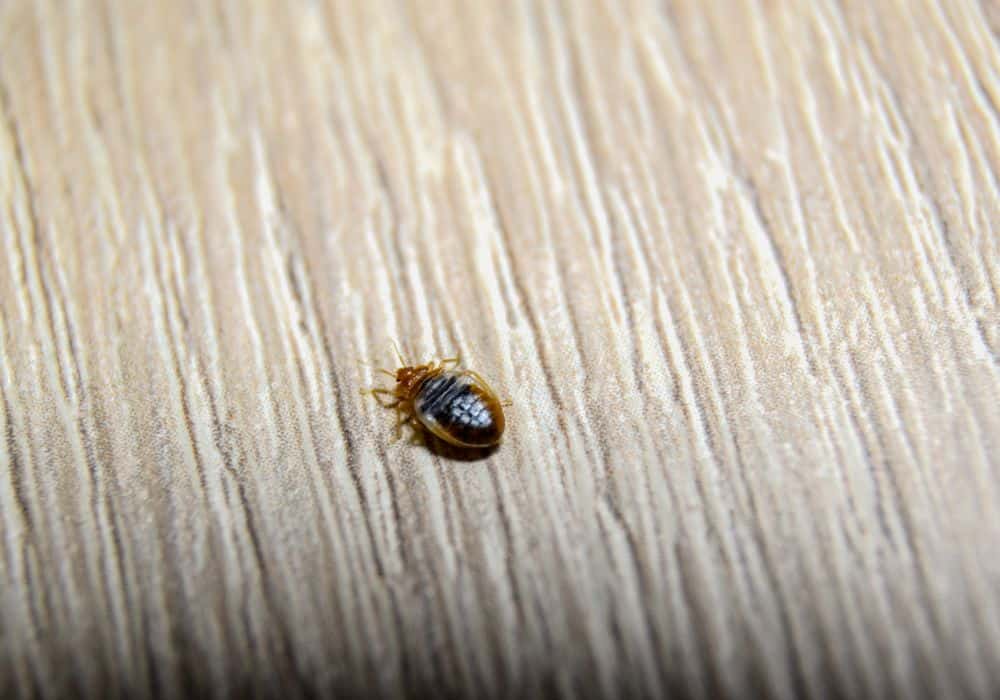 Why There’s Only One Bed Bug in Your Home