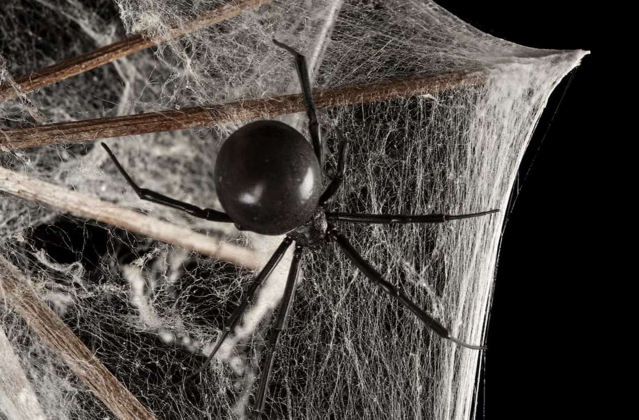 Widow Spiders (Latrodectus)
