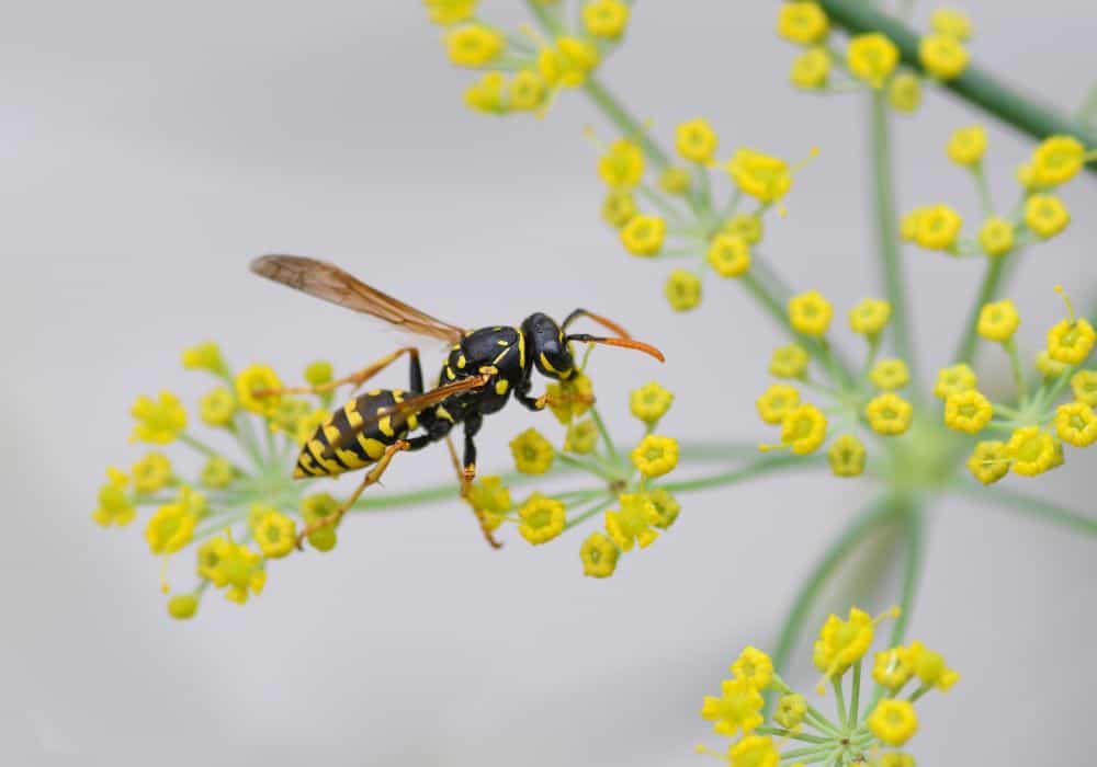 Do Wasps Make Honey? (Fun Facts)