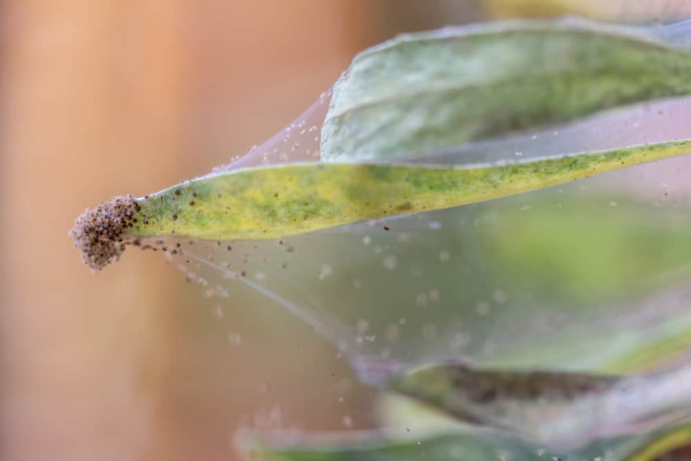 Early Signs Of Spider Mites Infection (Manage & Prevention)