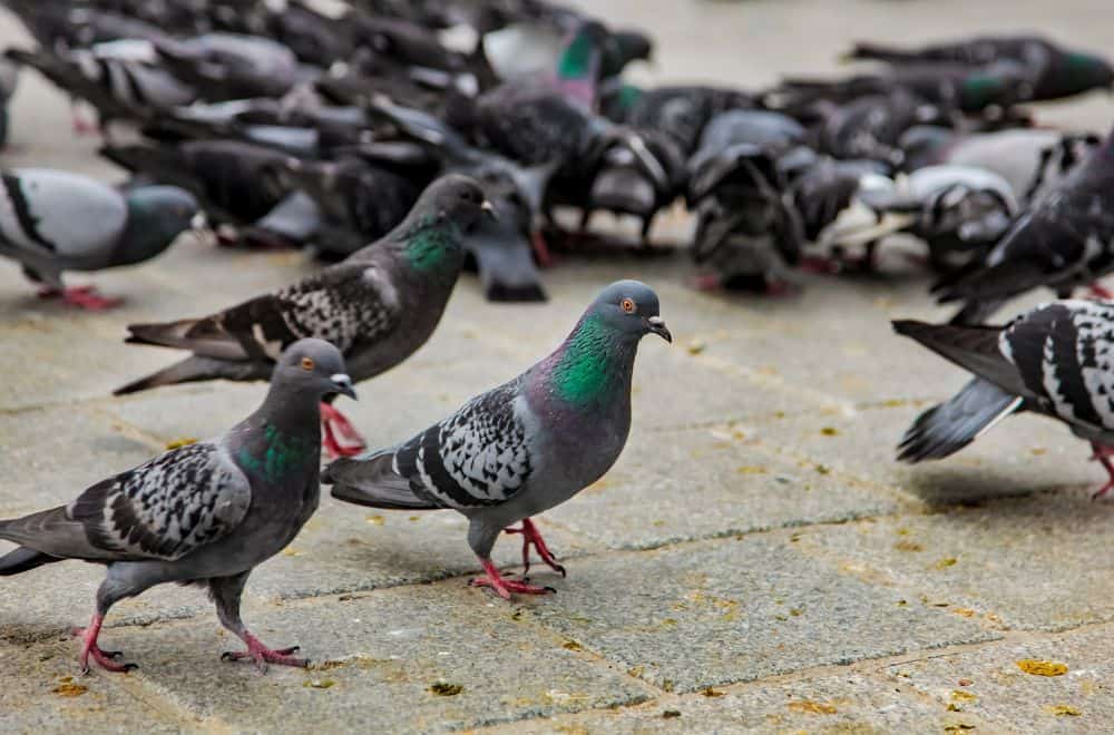 5 Common Sounds and noises pigeons make